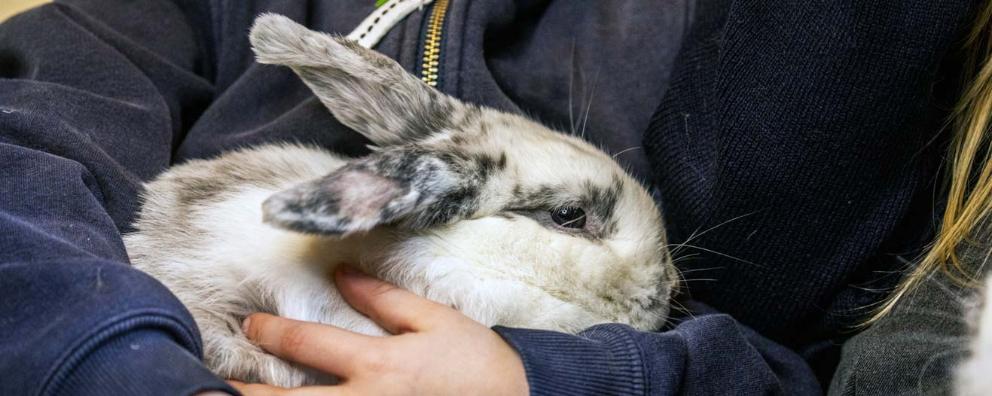 An adopted rabbit having a cuddle with new owner.