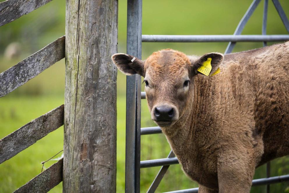 Beef cattle standing in a field in Pett Level, East Sussex