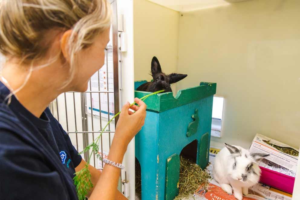 An RSPCA animal care assistant feeding a pair of rabbits.