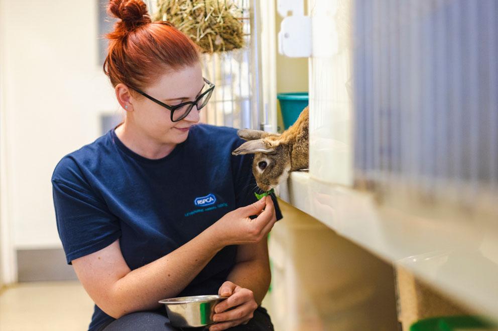 Animal Care Assistant feeding a pet rabbit at Leybourne Animal Centre.