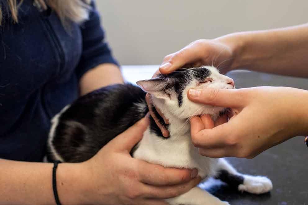 Cat receiving a health check from a vet.