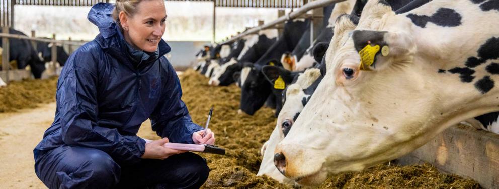 A lady checking on several cows