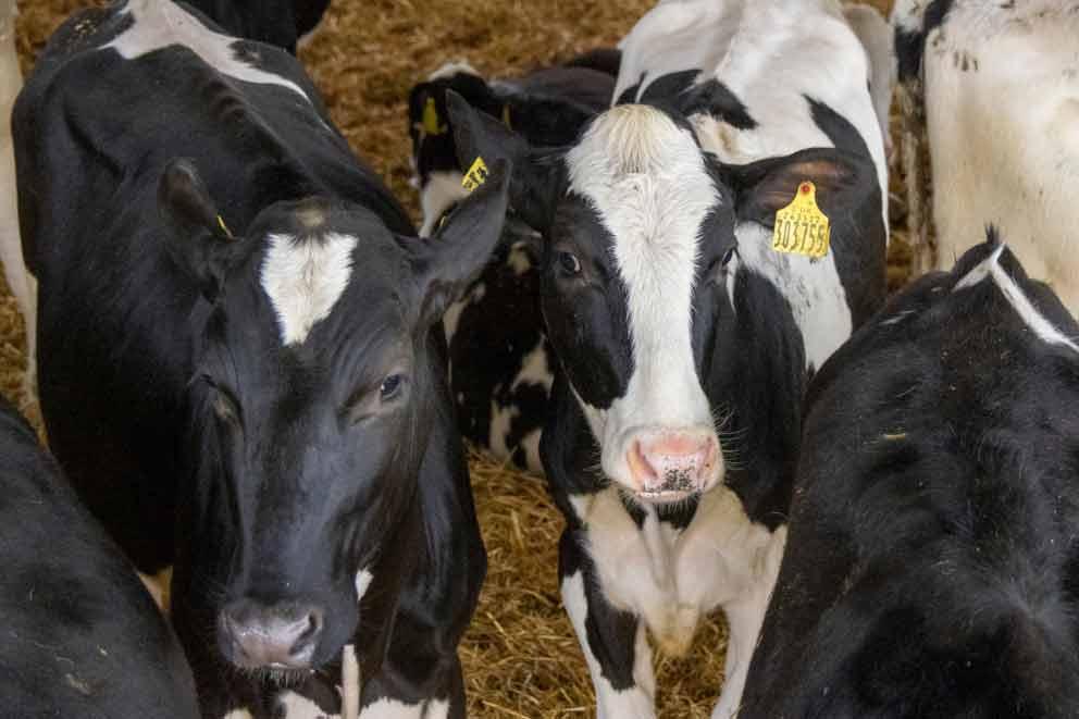 An indoor dairy unit in Sussex, registered under the RSPCA Assured scheme.