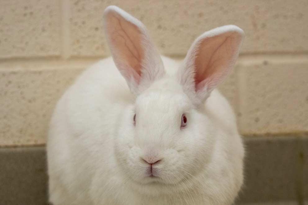 A rescued New Zealand White rabbit , this breed is the most commonly used for meat farming.