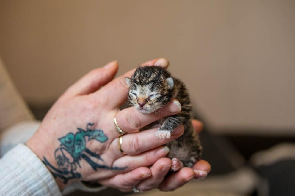 Newborn kitten held up by human hands.