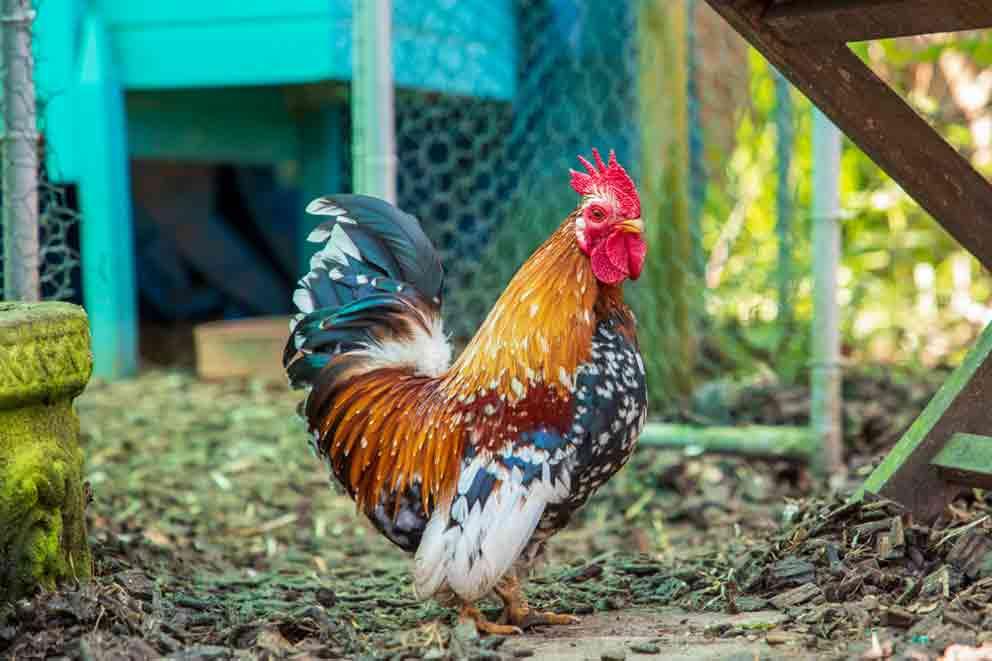 An RSPCA rescue cockerel named Walnut enjoying life in his new home in Dorset.