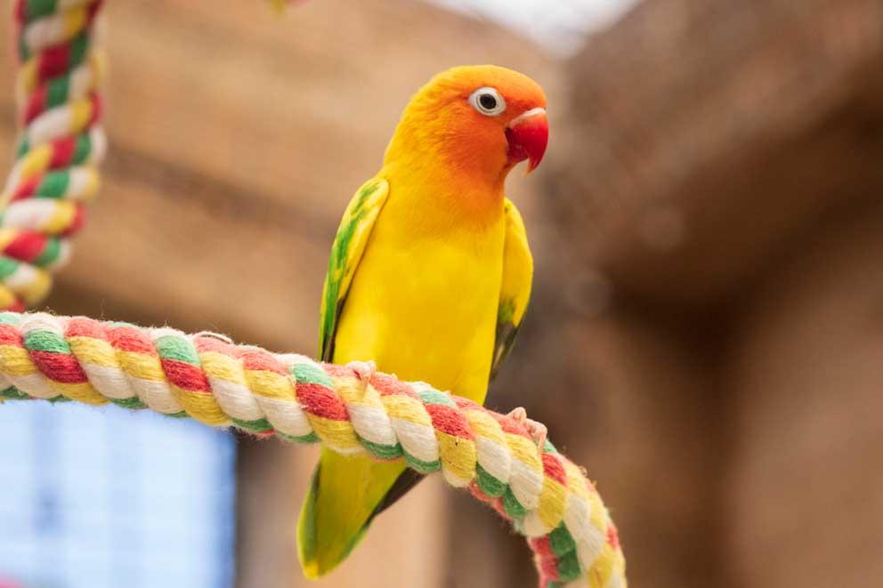 A lovebird parrot perching on a rope in their enclosure.