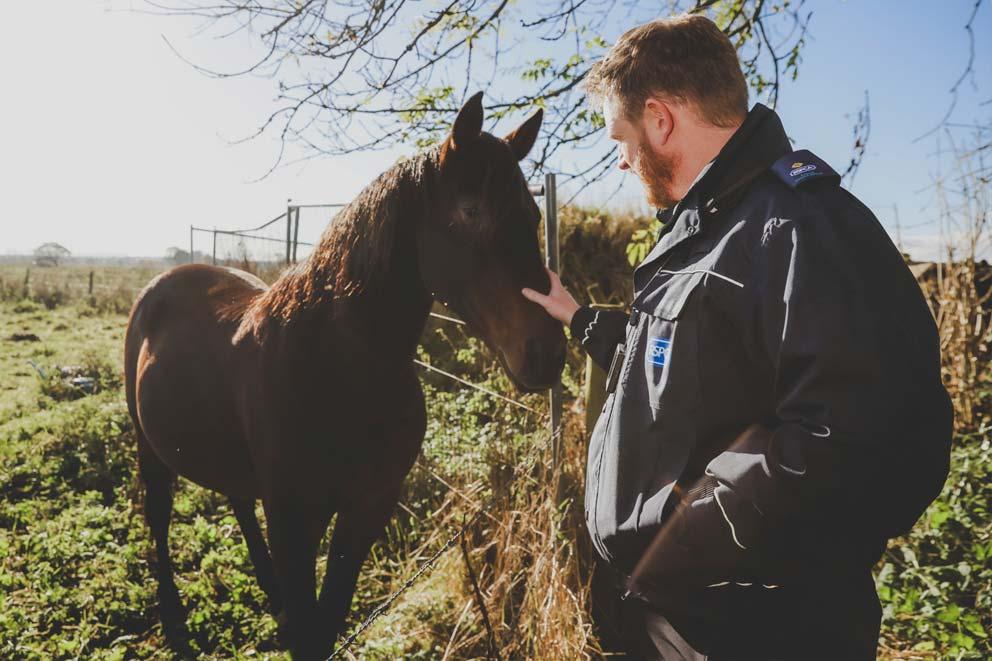 An RSPCA inspector checking on a horse in an open field.