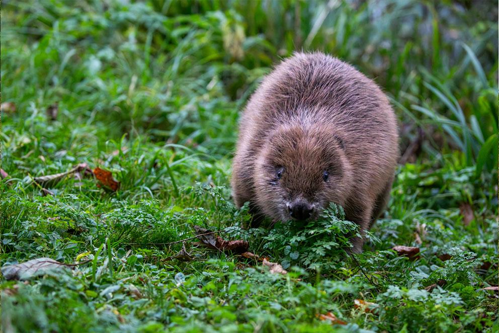 A beaver situated in a grassy area.