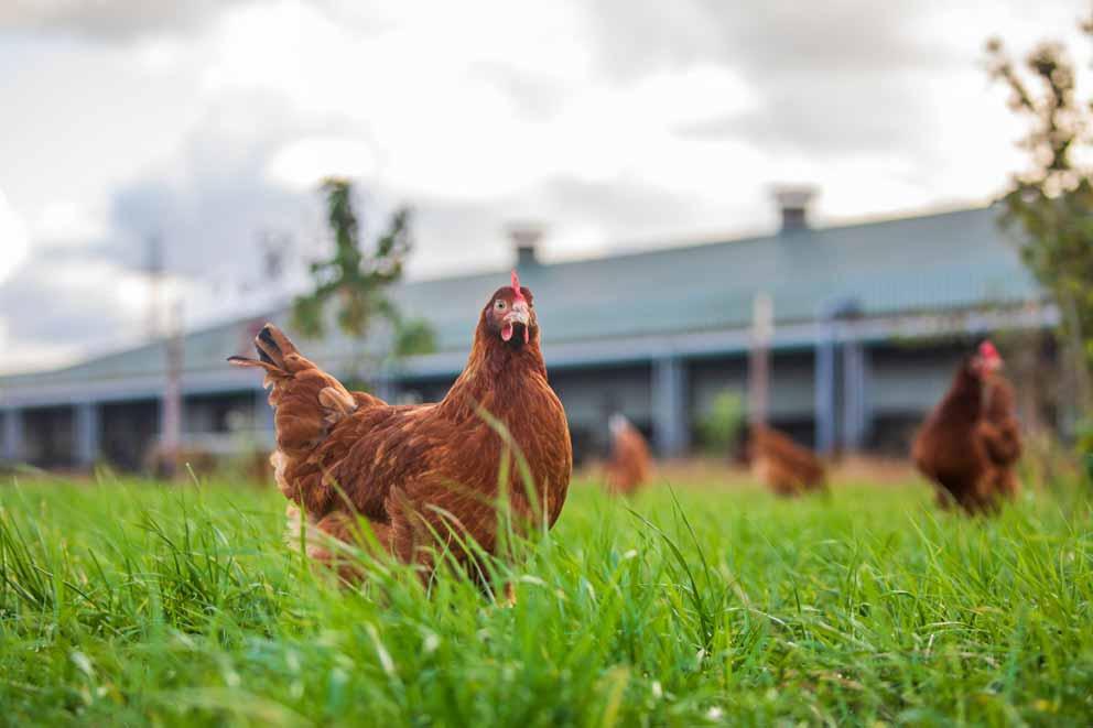 A free-range hen in long grass outside.