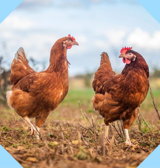 Two chickens roaming in a field, within an octopunct shape.