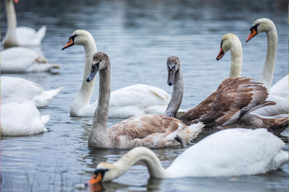 Swans and cygnets swimming in water