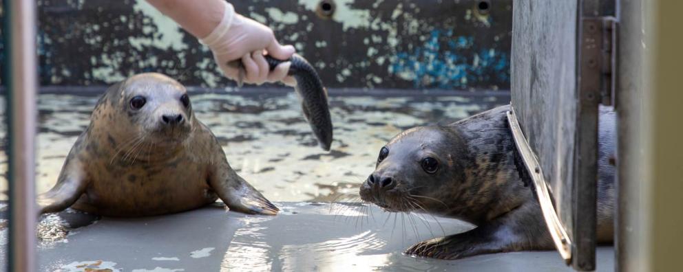 Two seals being fed fish by an RSPCA animal care assistant as part of their rehabilitation back to health.