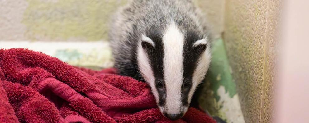 A badger cub being looked after at West Hatch Animal Centre.