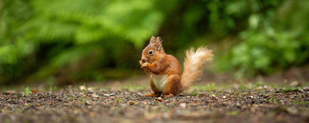 A red squirrel outdoors nibbling on some food.