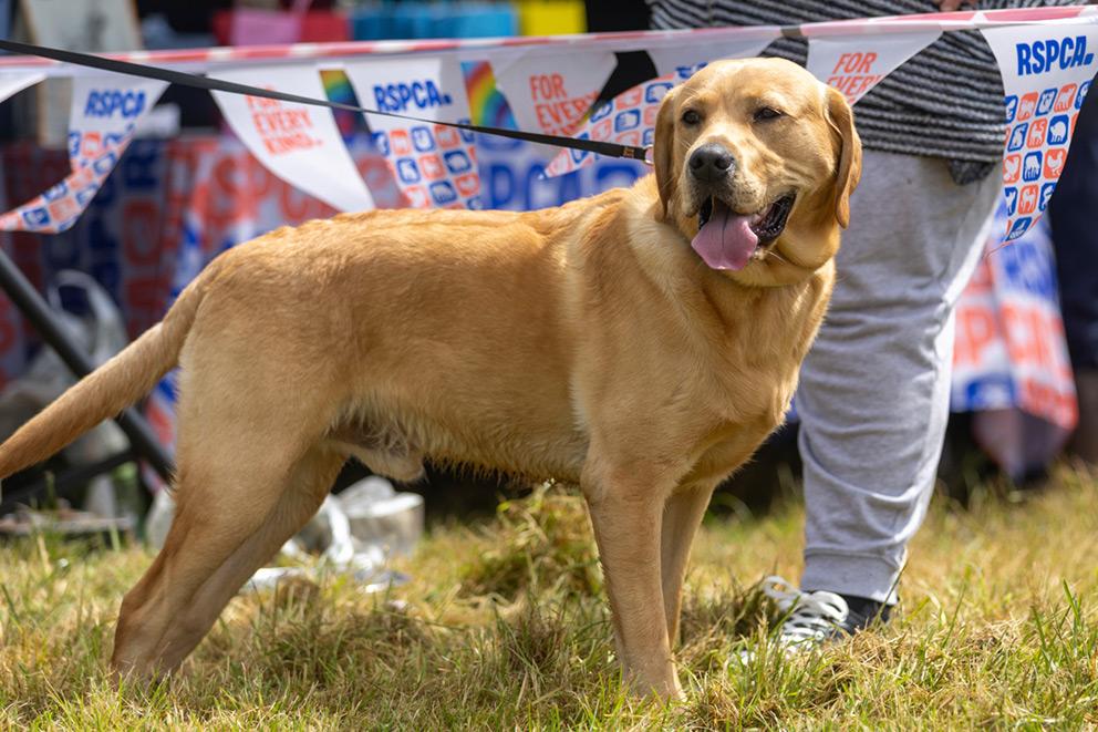 A Dog standing in front of RSPCA event branded bunting.