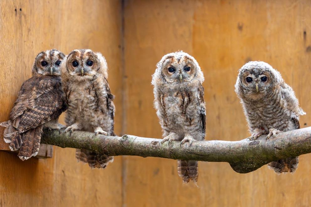 Four young Tawny owls during rehabilitation at RSPCA West Hatch Wildlife Centre.