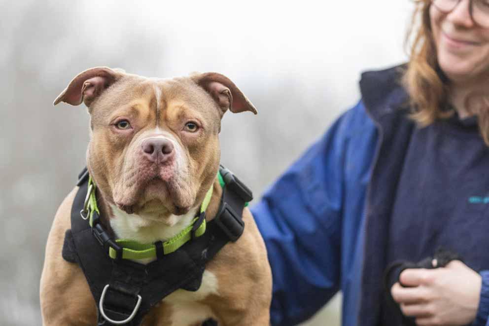 A bulldog with animal care assistant at an RSPCA animal care centre.