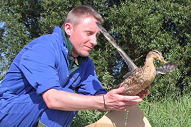 Man in blue overalls assisting a duck