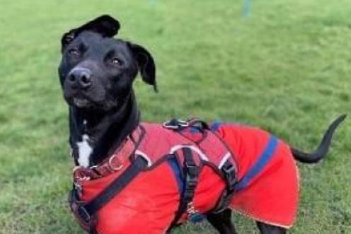 black dog in orange coat in field