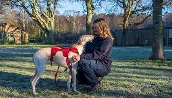 animal behaviour expert working with a lurcher dog outside