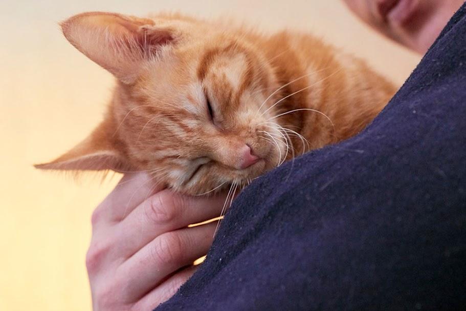 Happy ginger cat being stroked by an RSPCA Animal care assistant.