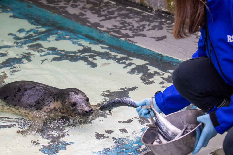 A seal being fed by an RSPCA animal care assistant at one of the animal centres.