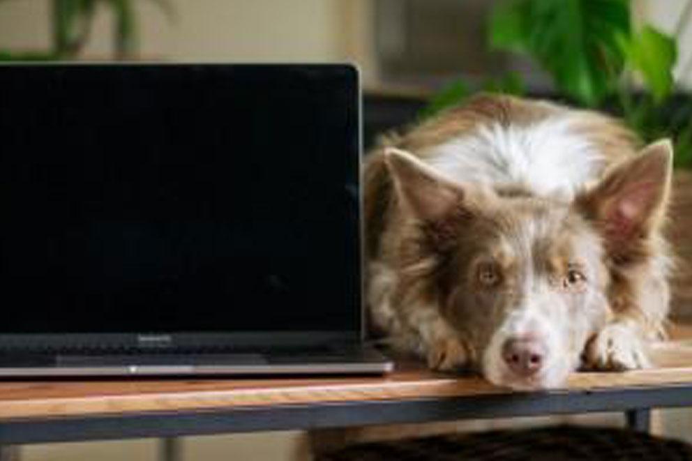 Dog lying next laptop on table.