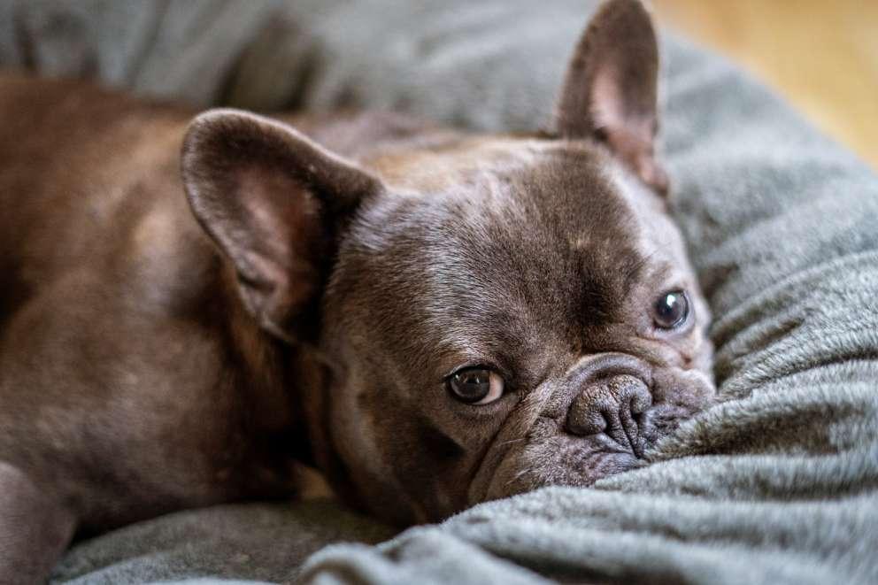 Dark brown french bulldog laying in his bed, his face is buried in the cushion