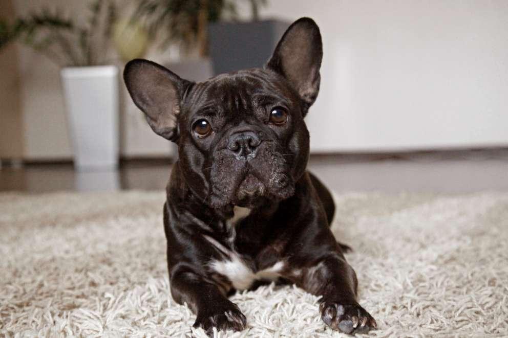 Black french bulldog laying on grey fluffy carpet looking into the lens of the camera