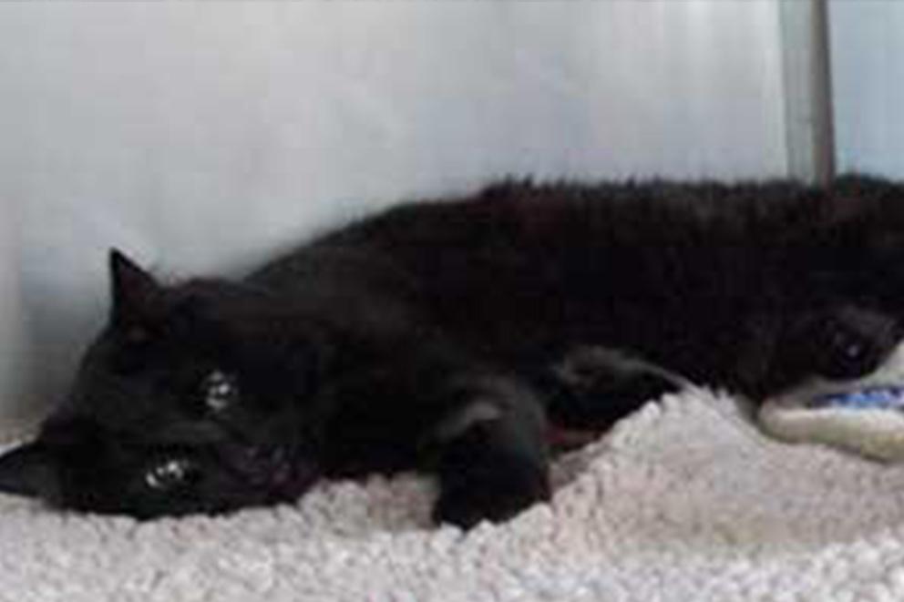 black cat lying on a carpet