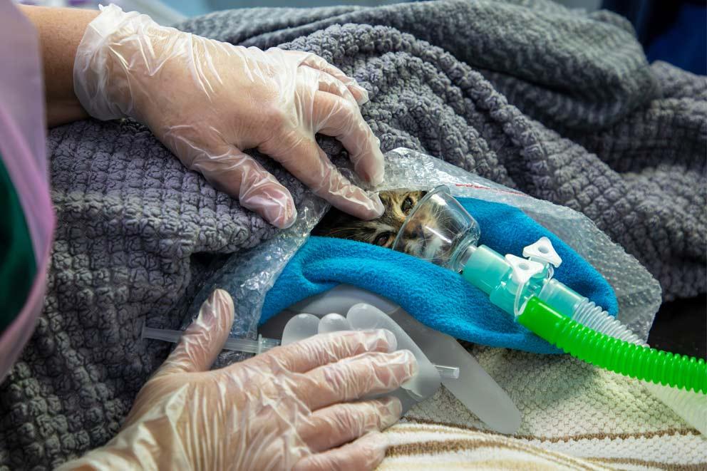 A kitten being prepared for an operation and being put on a ventilator.