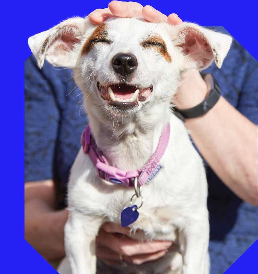 Happy dog being pet smiling at the camera