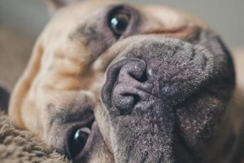 flat faced dog looking at the camera