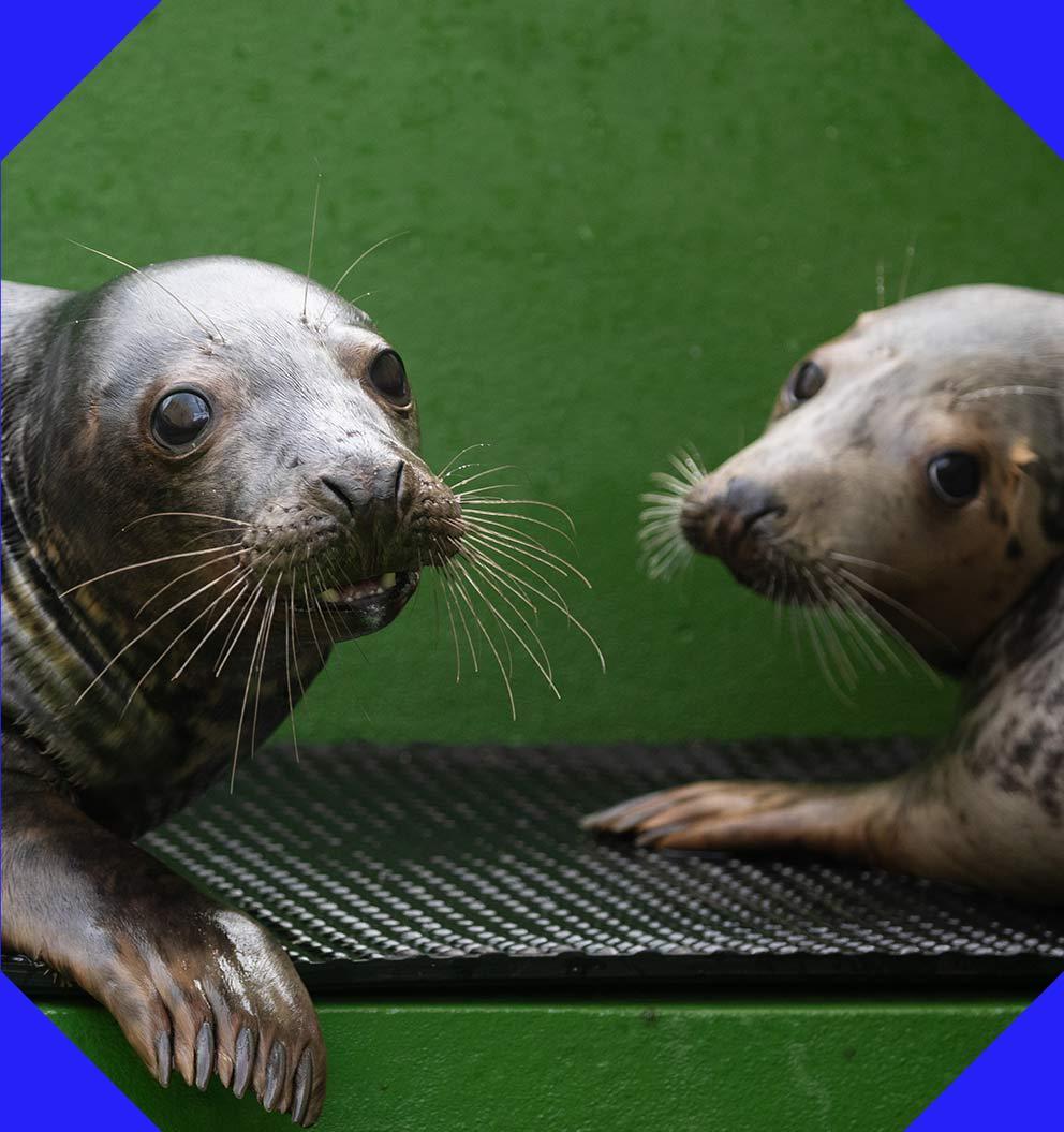 Two  rescued seal pups looking towards the camera.