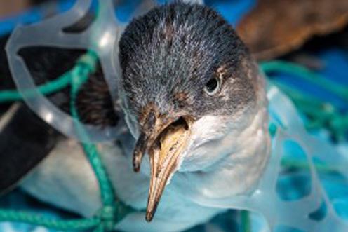 seagull trapped in plastic rings