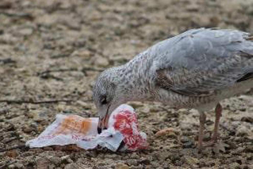 Juvenile seagull picking at litter on the ground.