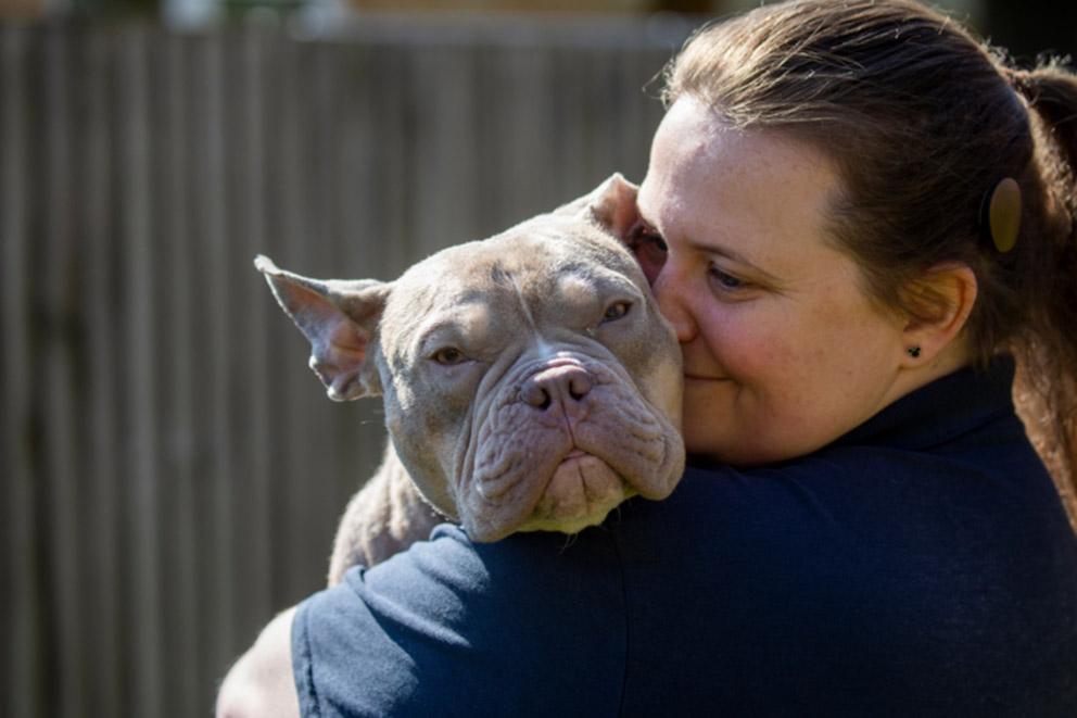 French bulldog being held by owner