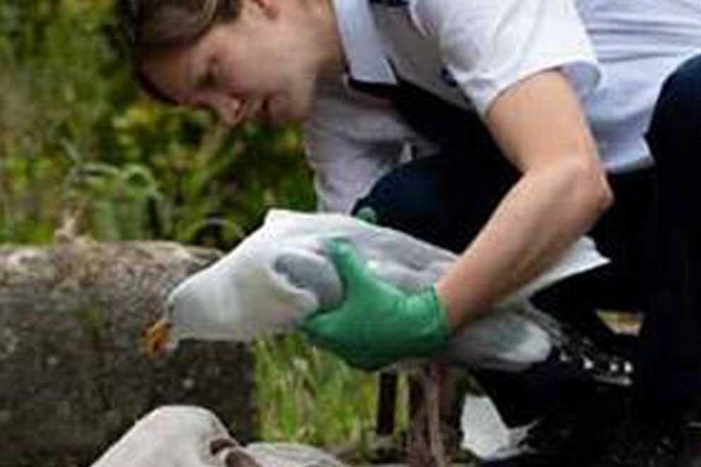 An RSCPA inspector rescuing an injured herring gull from the ground.