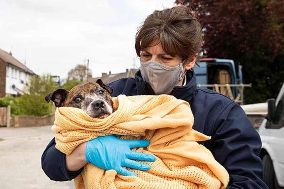 An inspector responding to a call out and carrying a dog wrapped in a blanket.