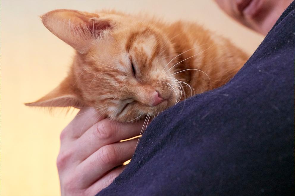 A cat being held and stroked by its owner.