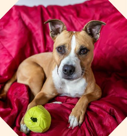 Rescue dog Mabel with a toy looking happy and healthy.