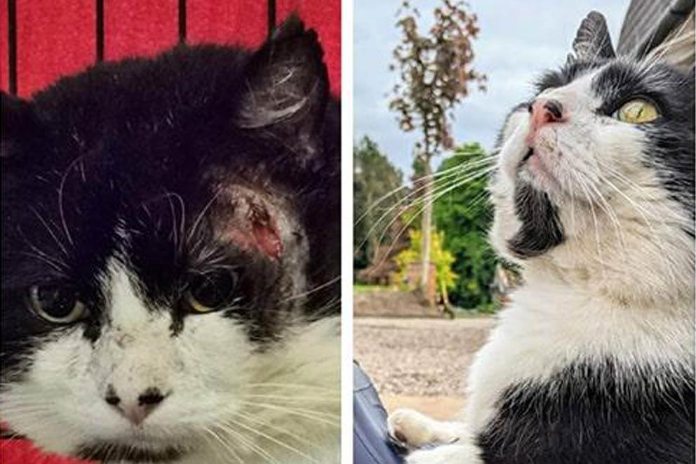 Before and after image of black and white cat adopted after being found on the street.