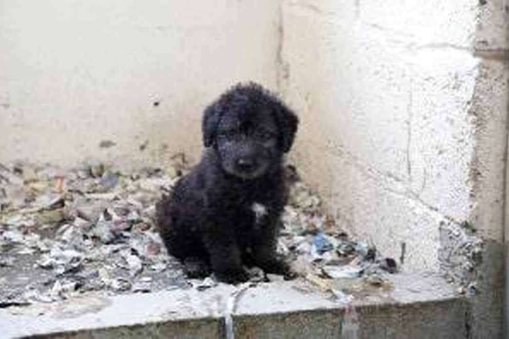 Black puppy sitting in rubble.