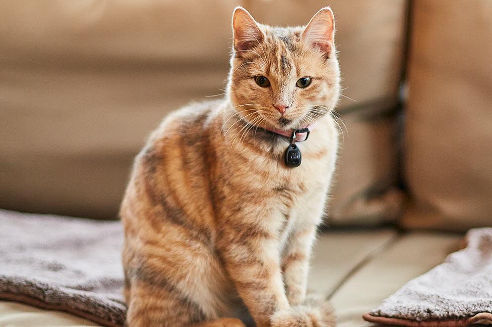 Golden cat with hazel eyes and pink collar, sitting and looking forward