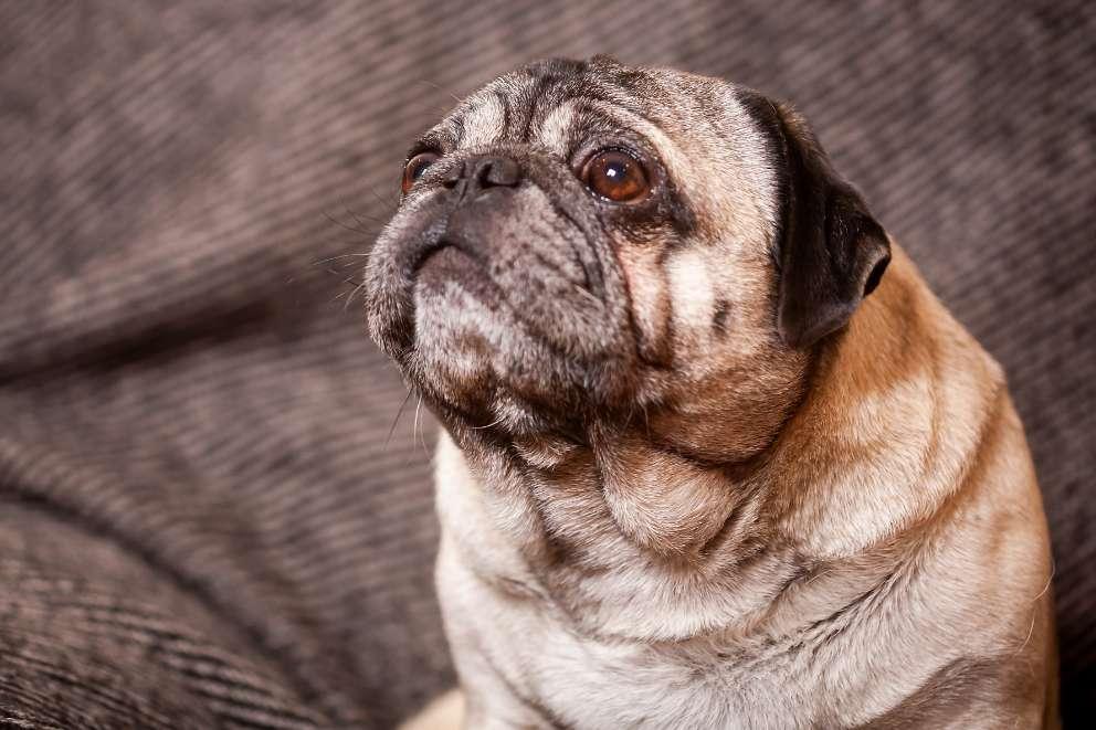 Elderly pug looking up, he is sitting on the sofa