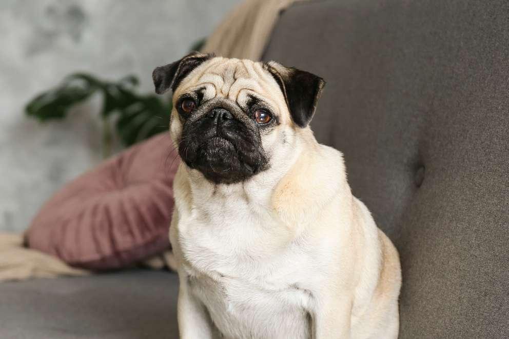 Pug sat on the sofa, there is a cushion and blanket behind him