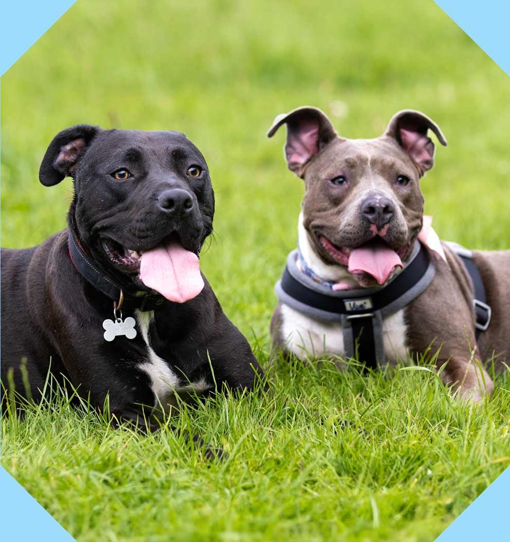 Rescued dogs Jack and Poppy lying happily in the grass.