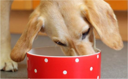 Golden dog eating from red and white spotty bowl