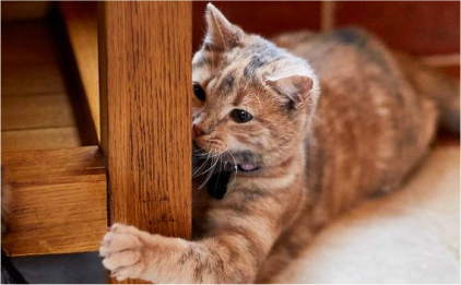 Golden cat peering round the corner of wooden bollard